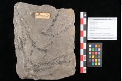 Foto (Objekt + Etikett) von Araucarites sp.  (NHMW-GEO-2024-0188-10583)